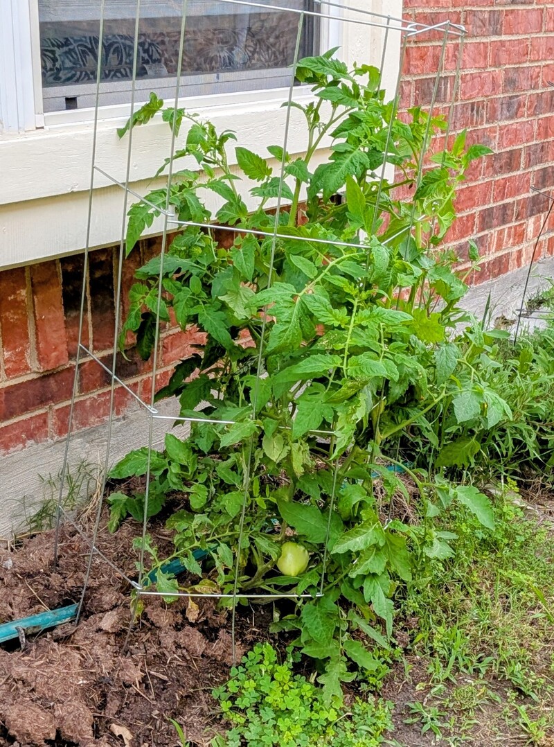 This plant has the most progressed tomato.