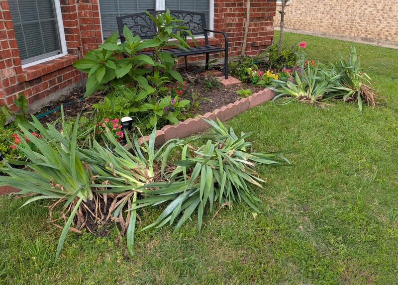 Lois took out the white Siberian? Iris after it bloomed again.