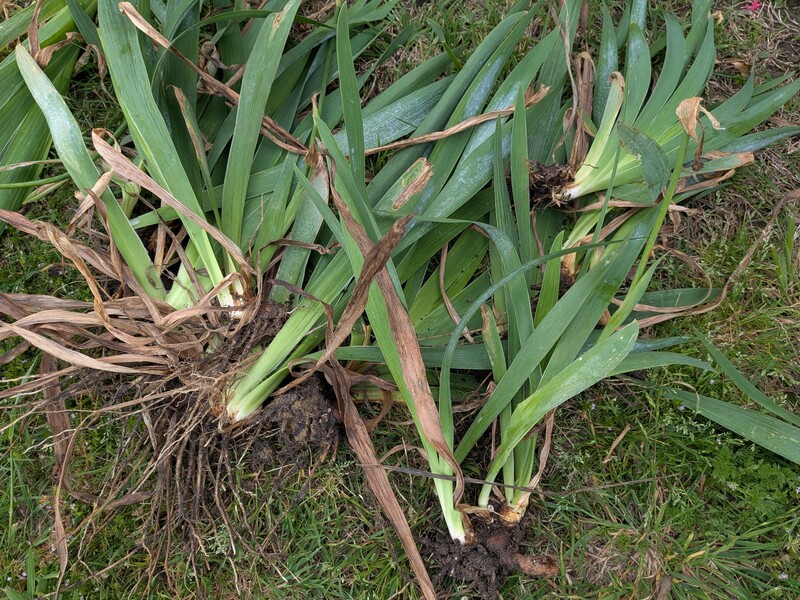 Lois took out the white Siberian? Iris after it bloomed again.