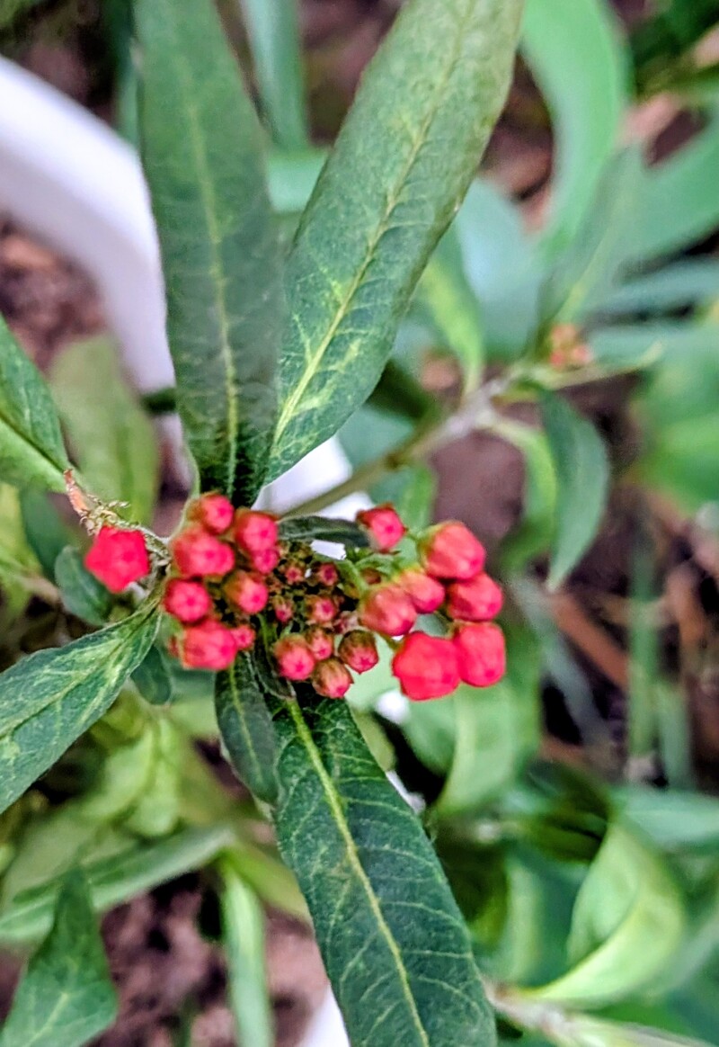 Milkweed getting ready to bloom.  Butterflies love it.
