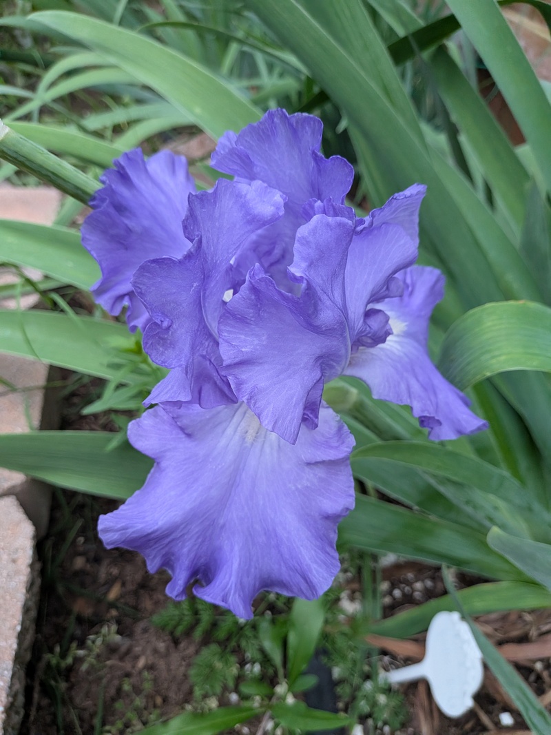 New Iris bloomed.