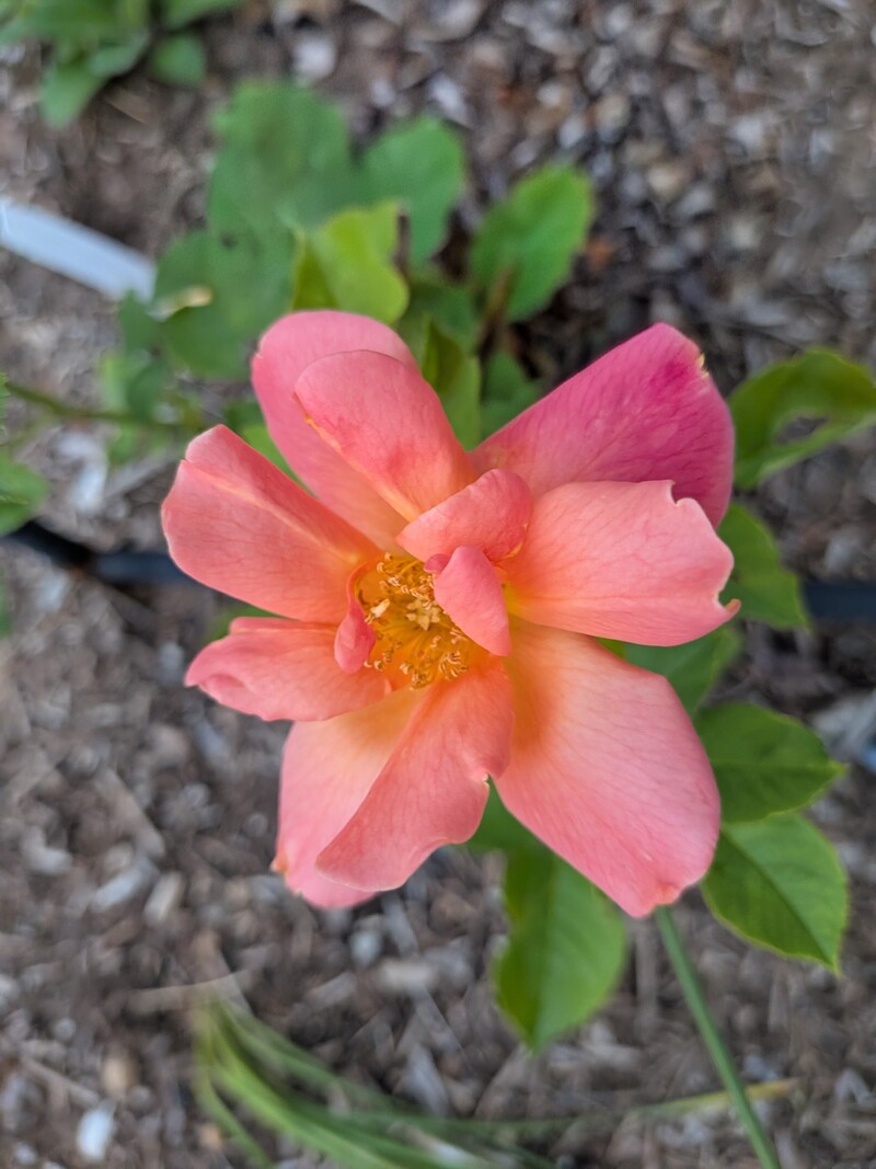 First bloom of the Joseph's Coat climbing rose.