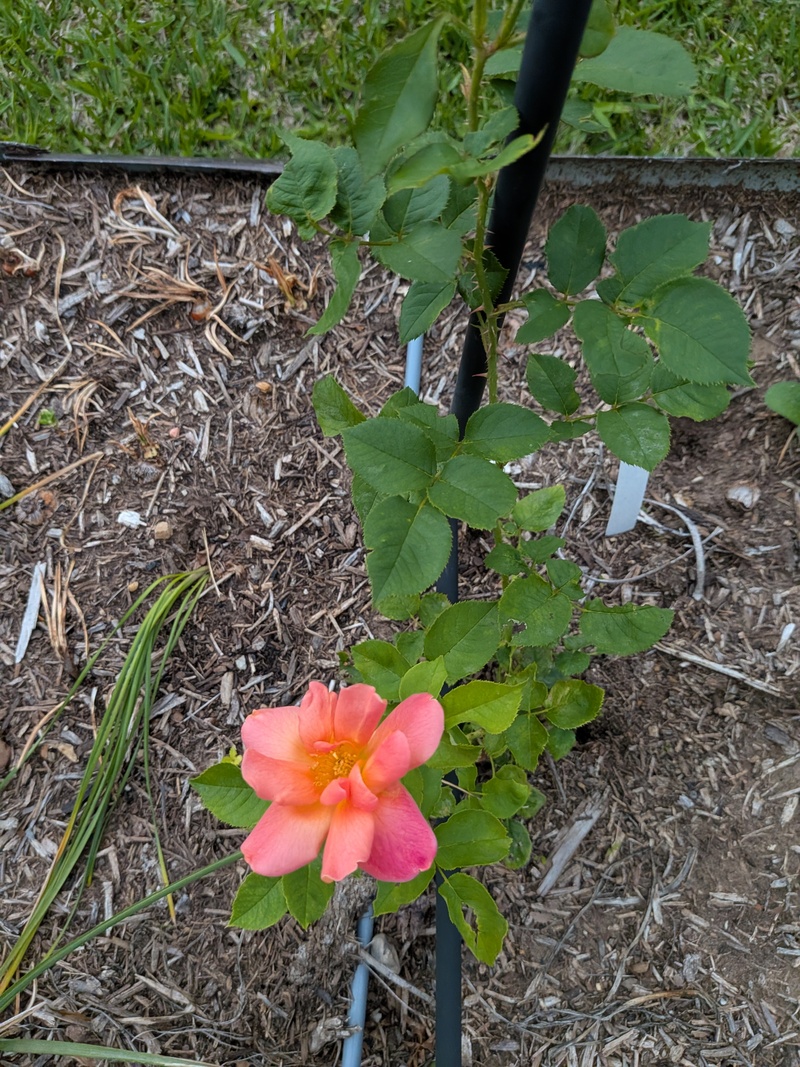 First bloom of the Joseph's Coat climbing rose.