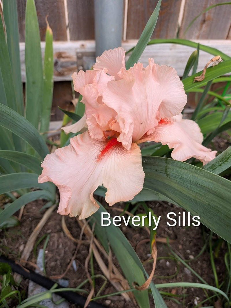 Beverly Sills Iris