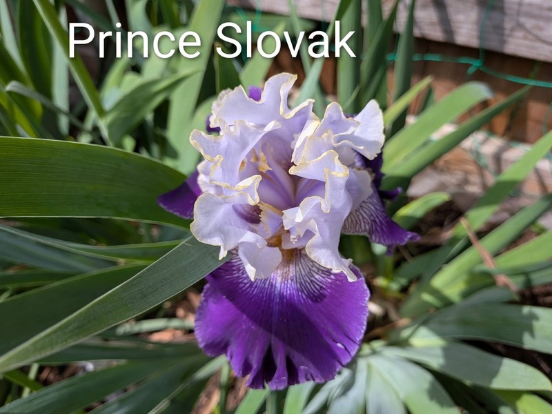 Prince Slovak Iris
