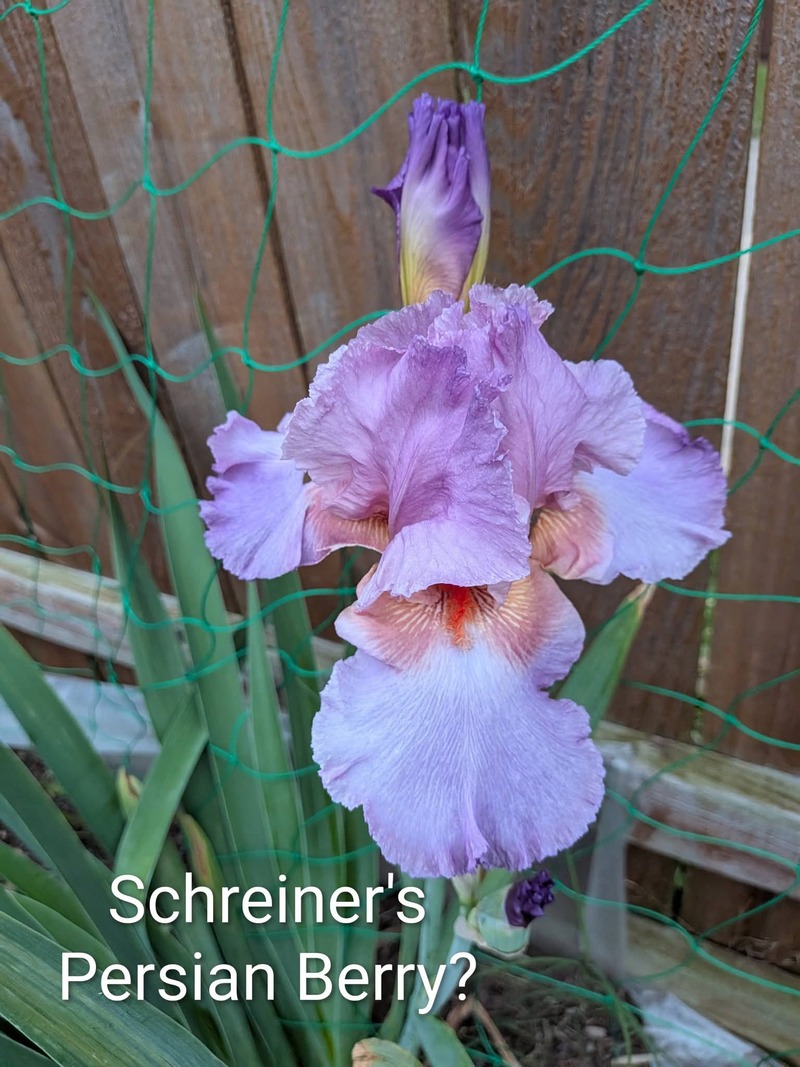 Schreiner's Persian Berry?