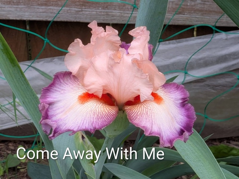 Come away with me Iris.