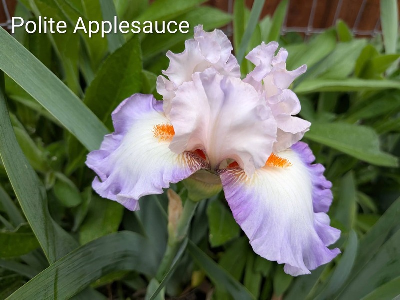 Polite Applesauce Iris