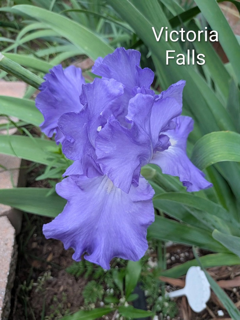 Victoria Falls Iris