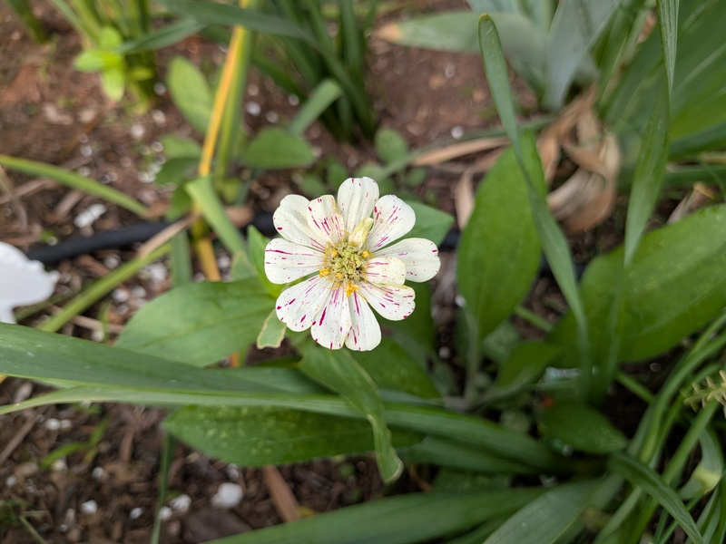 first zinnia that bloomed.