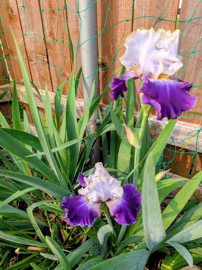Prince Slovak Iris keeps blooming one at a time.