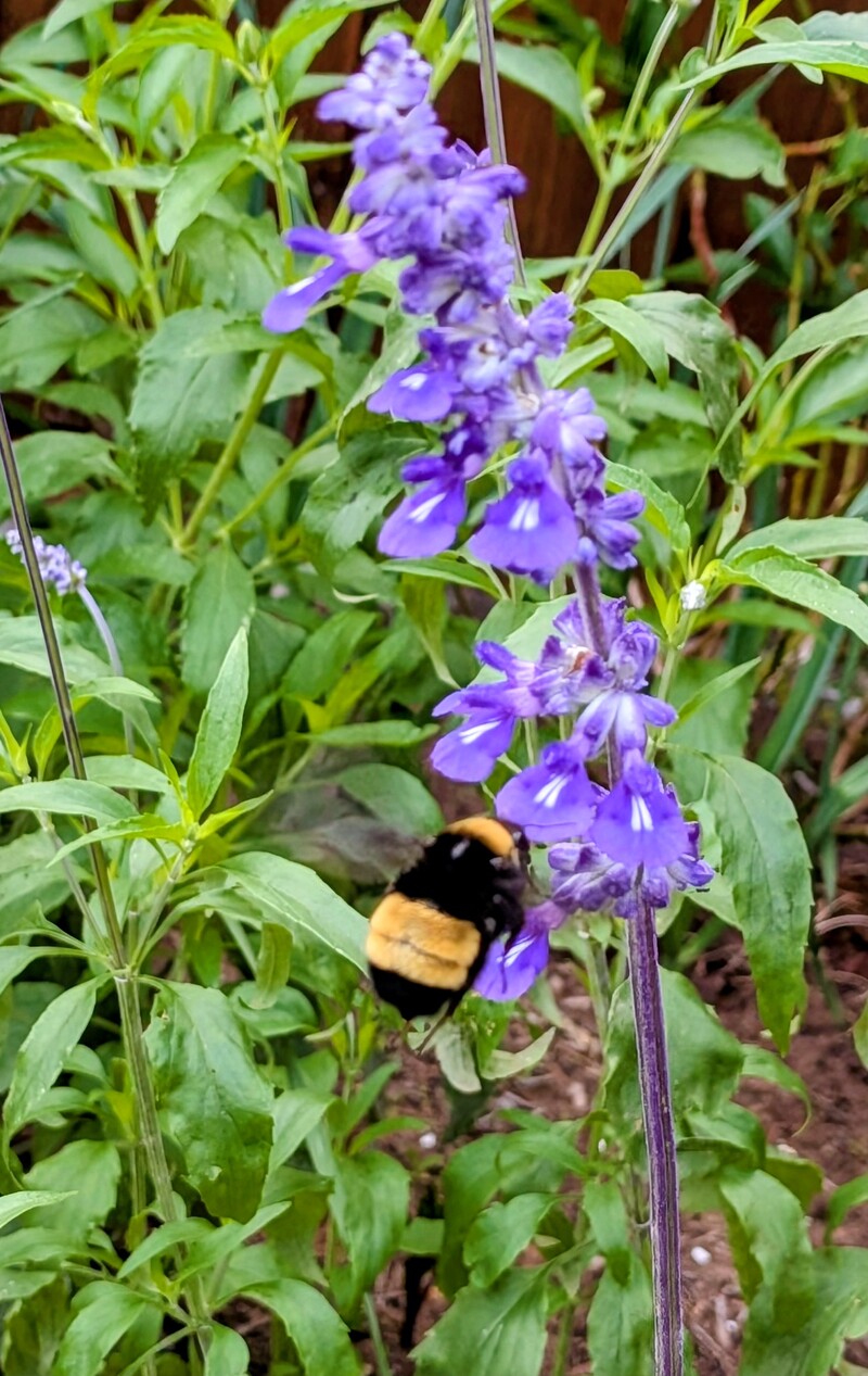 a bee was enjoying some salvia.