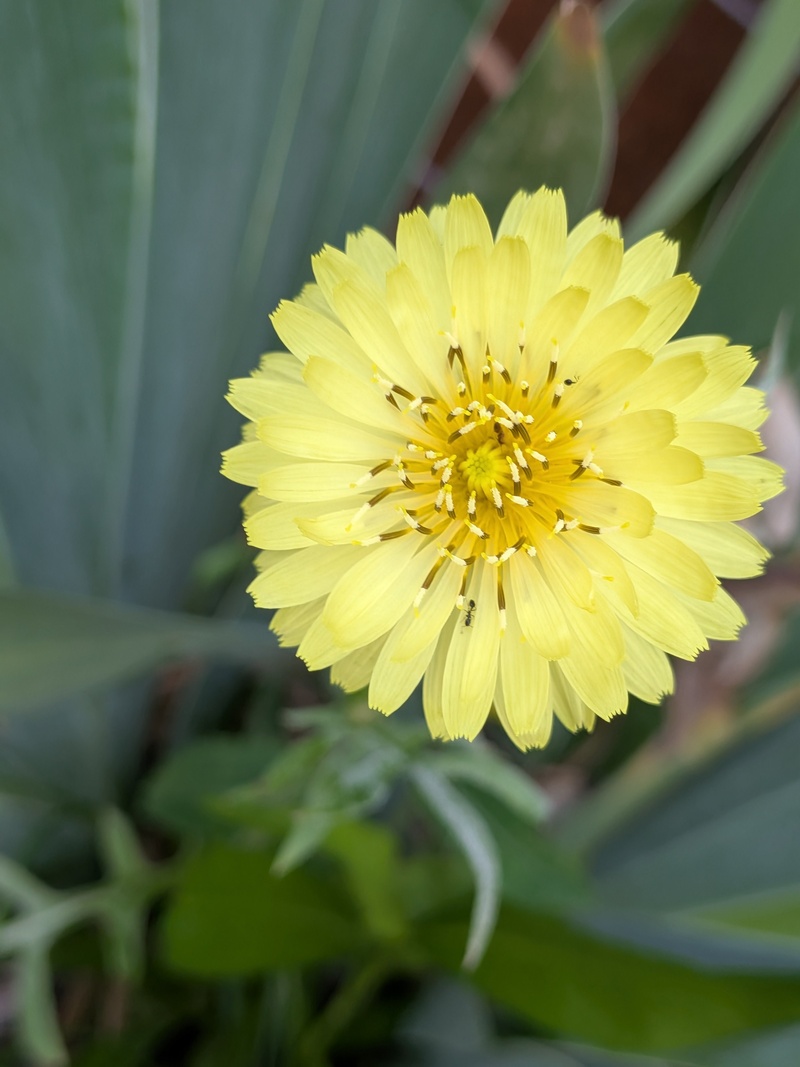 fun flower.