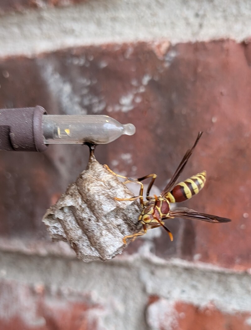 Paper wasp on Christmas lights.