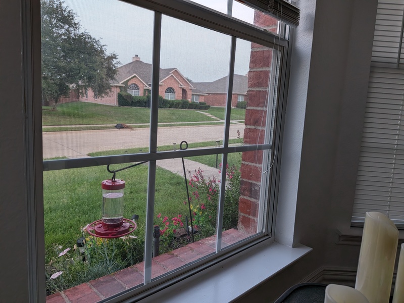 I put up two hummingbird feeders. The birds go to the bush by the feeder. 🤣