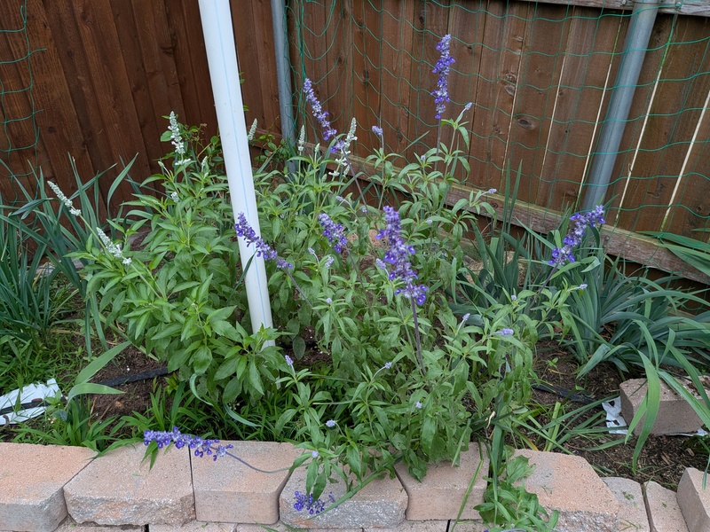 blue salvia