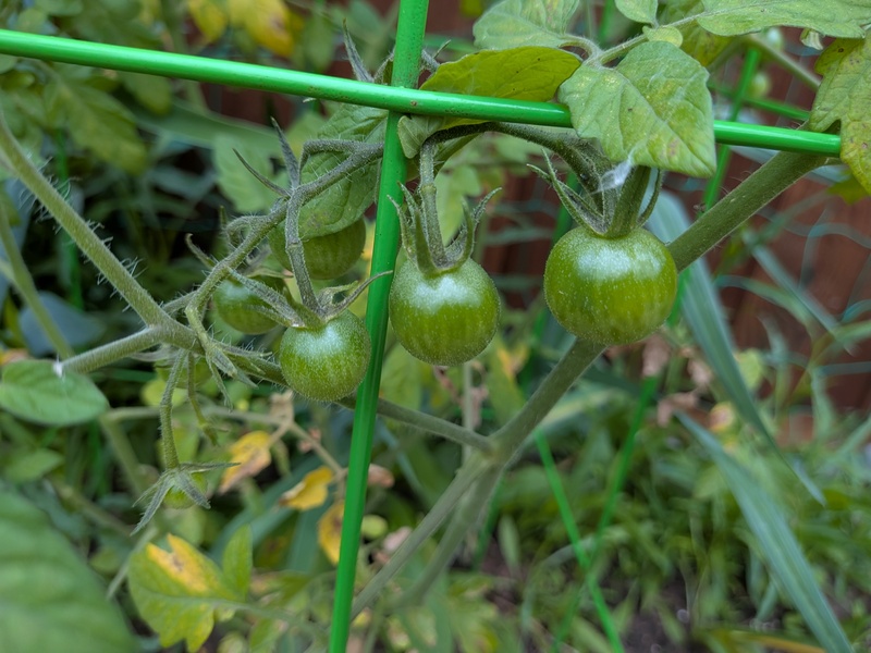 cherry tomatoes coming on.