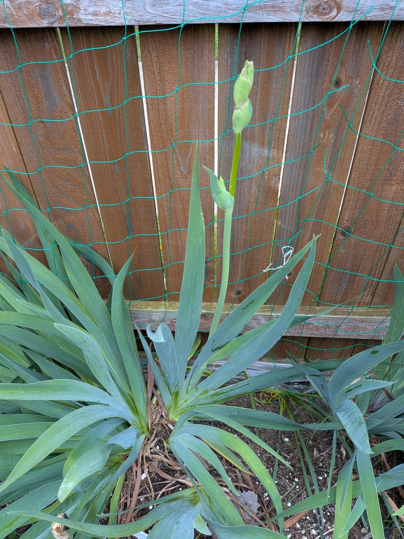 Lois was hoping it would bloom. It has purple on the tips.
