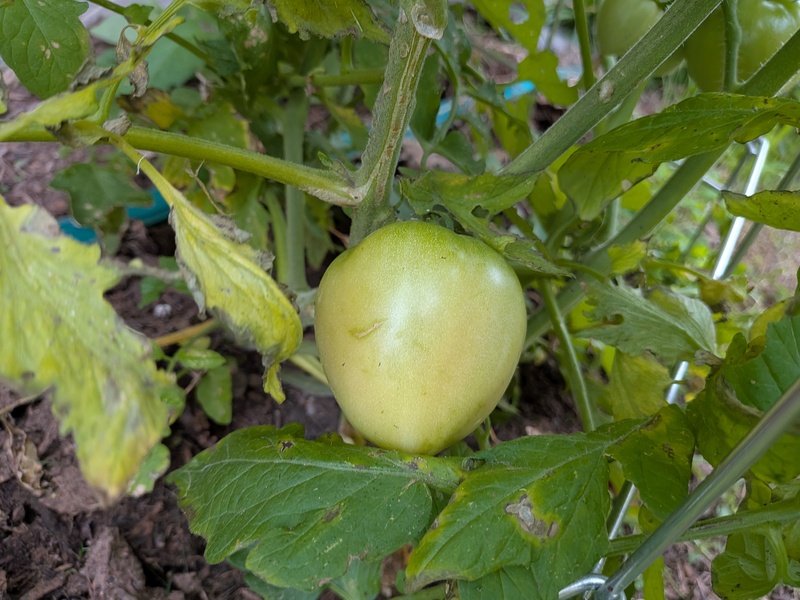 the ripest big tomato so far.
