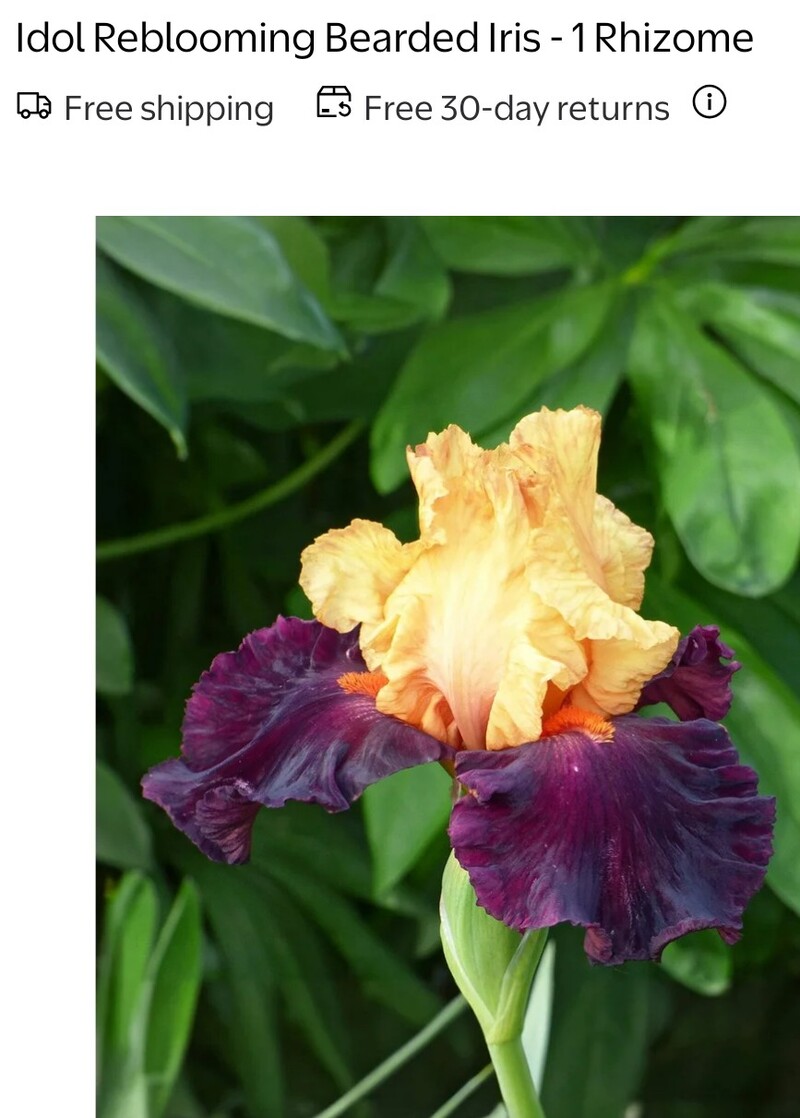 Reblooming Idol Iris came Friday. It looks a lot like Malheur. We shall see what it looks like next year.