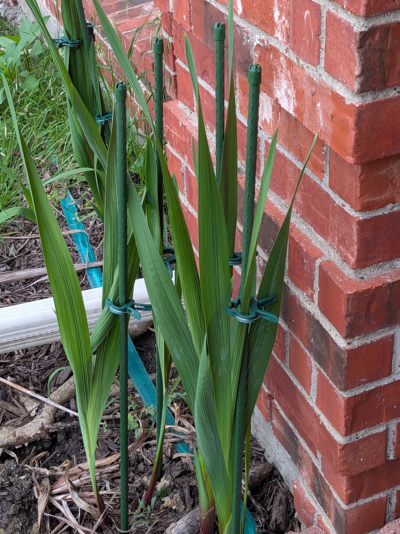 Lois staked the glads. They sure like to fall over.