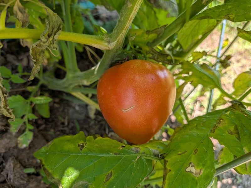 First ripe big tomato. We will eat it for Mother's Day. 😁