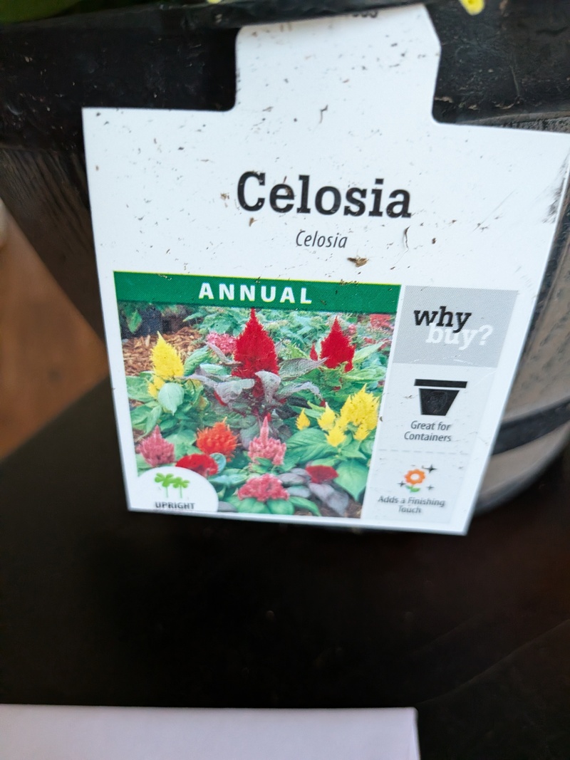 Plant my neighbor gave me.