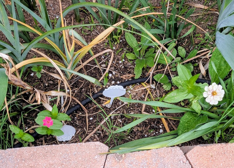 I have three zinnia that have bloomed. Only two of them in this picture. It is exciting but they sure are short.