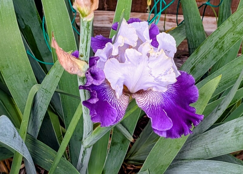 Prince Slovak Iris. I decided that each week of having a flower of that kind blooming, I will take a picture of it. Prince usually provides a new one each week.