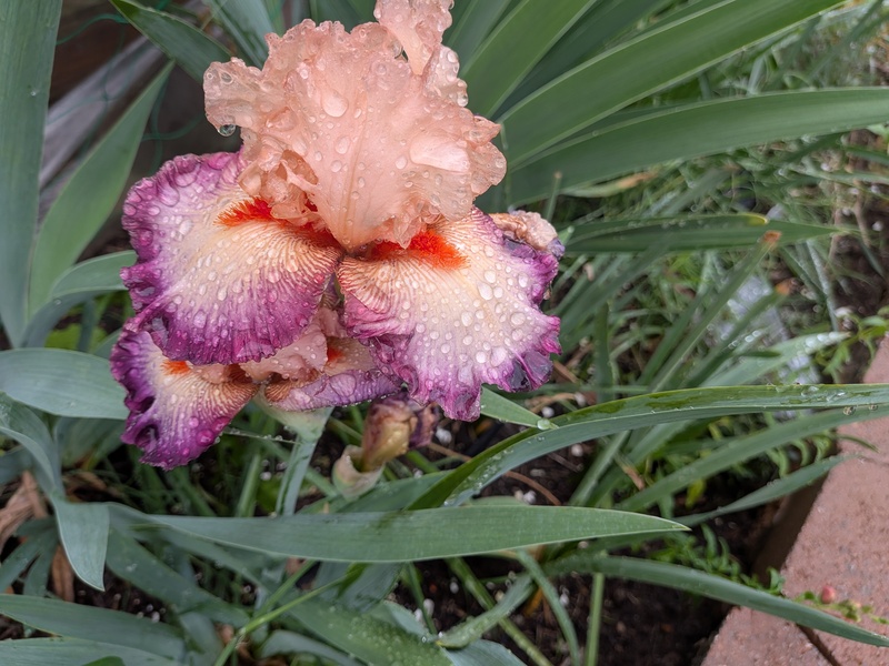 "come away with me" iris. Double blooms.