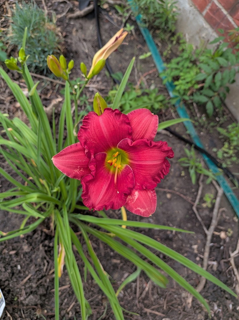 My new daylily.