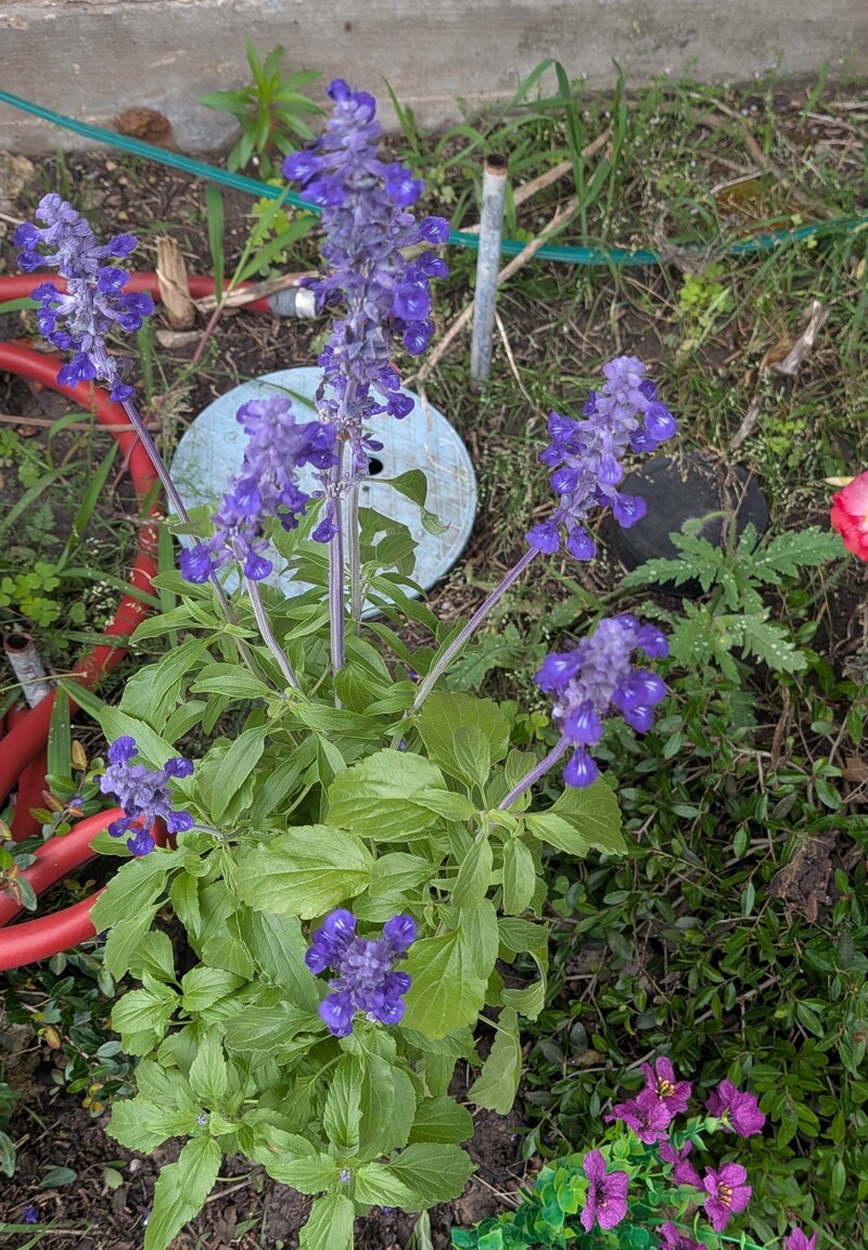 New salvia plant.