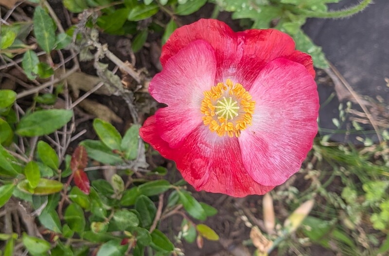 poppy from last year.