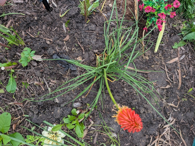 Red Hot poker with bent stem.