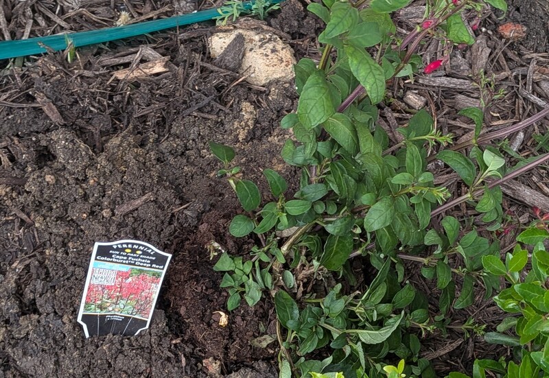 New perennial. Phygelius Cape fuchsia deep red.