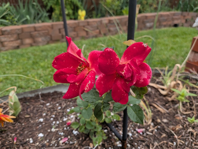 My new "Joseph's Coat" climbing rose.