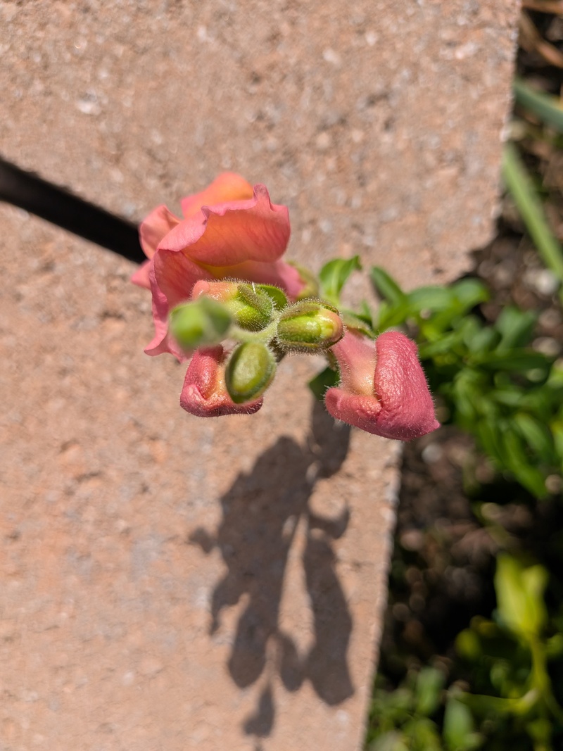 First snap dragon bloom.