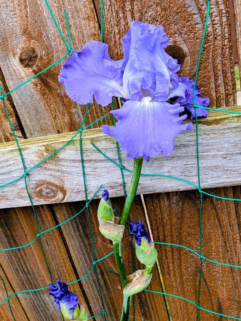 Victoria falls Iris