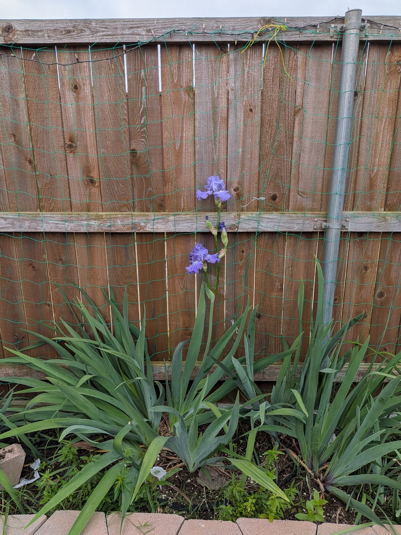 Iris