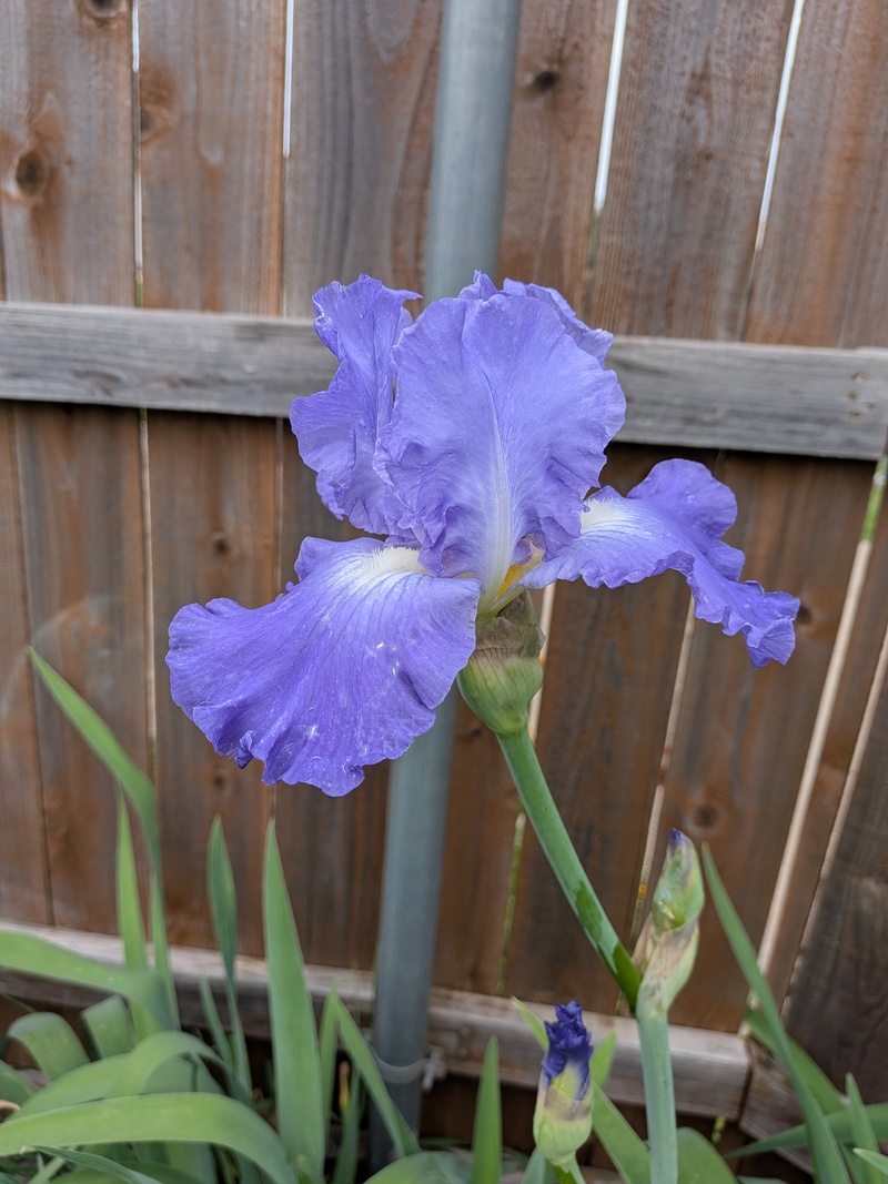 Victoria Falls Iris