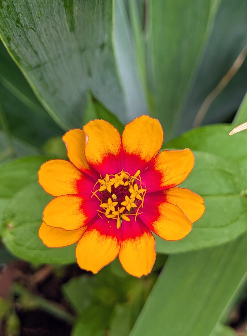 zinnias are starting to bloom.