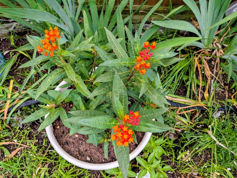 milkweed to attract butterflies