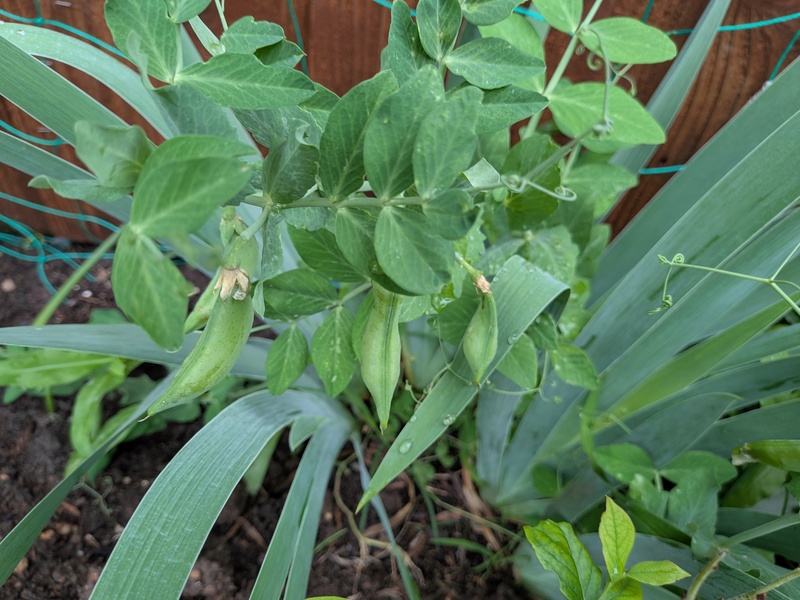 sugar snap peas