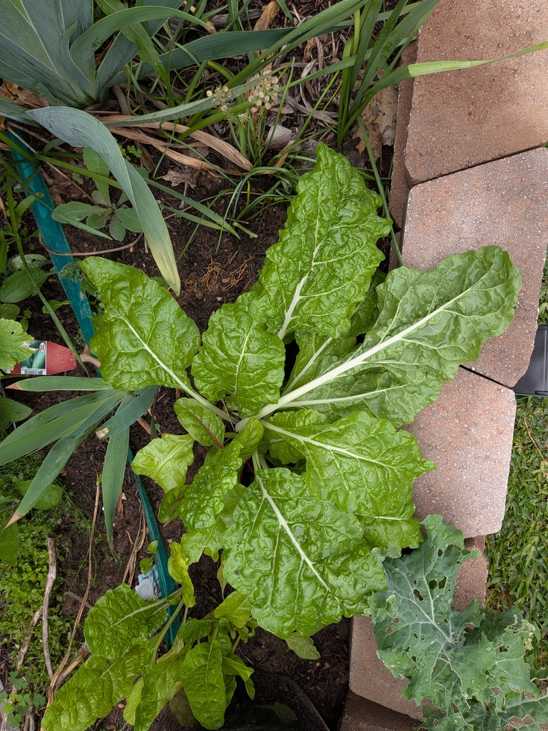 Swiss Chard