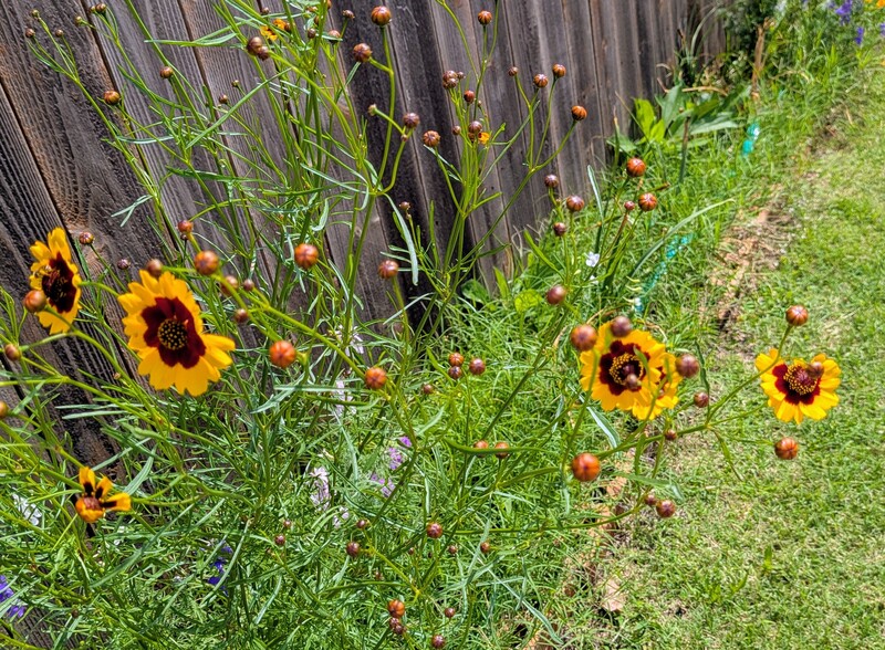 sunflower type blooms in the alley