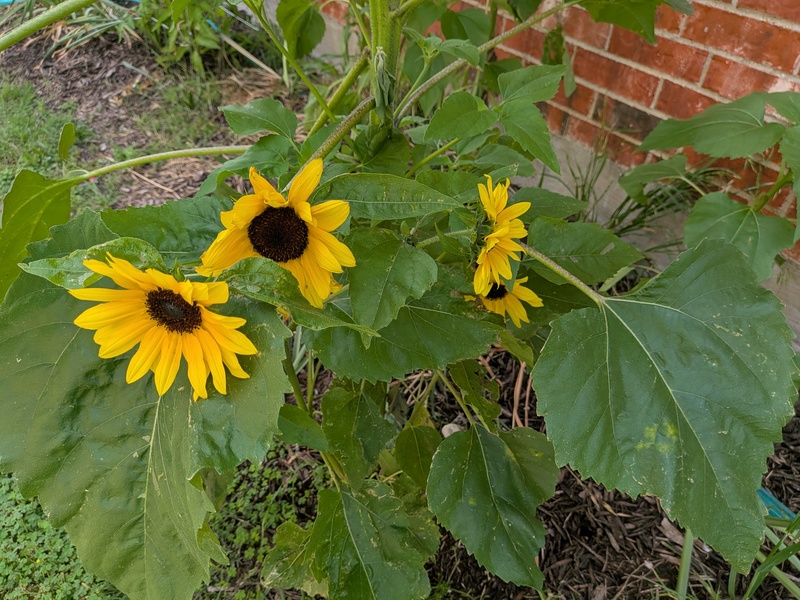 sunflowers on the side of the house.