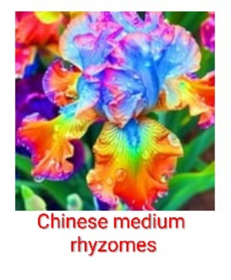 medium colored bulbs/rhyzomes