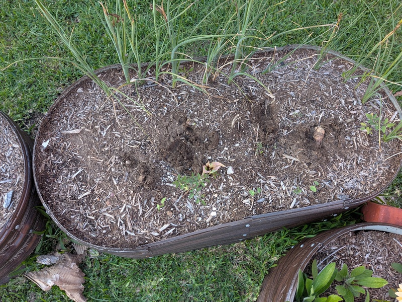 dark planted in the North East cell.