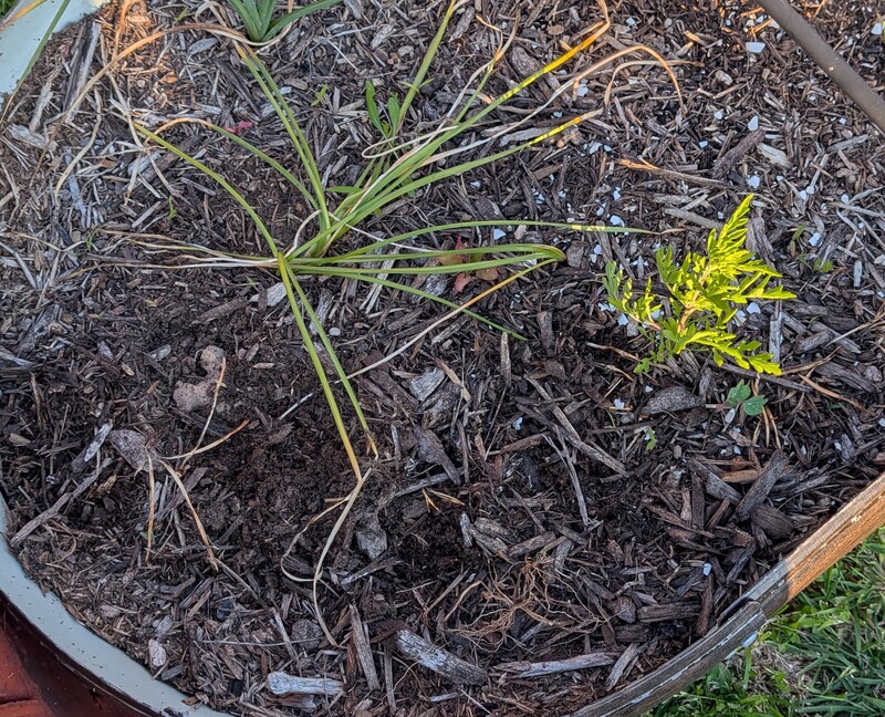 medium planted in the middle south