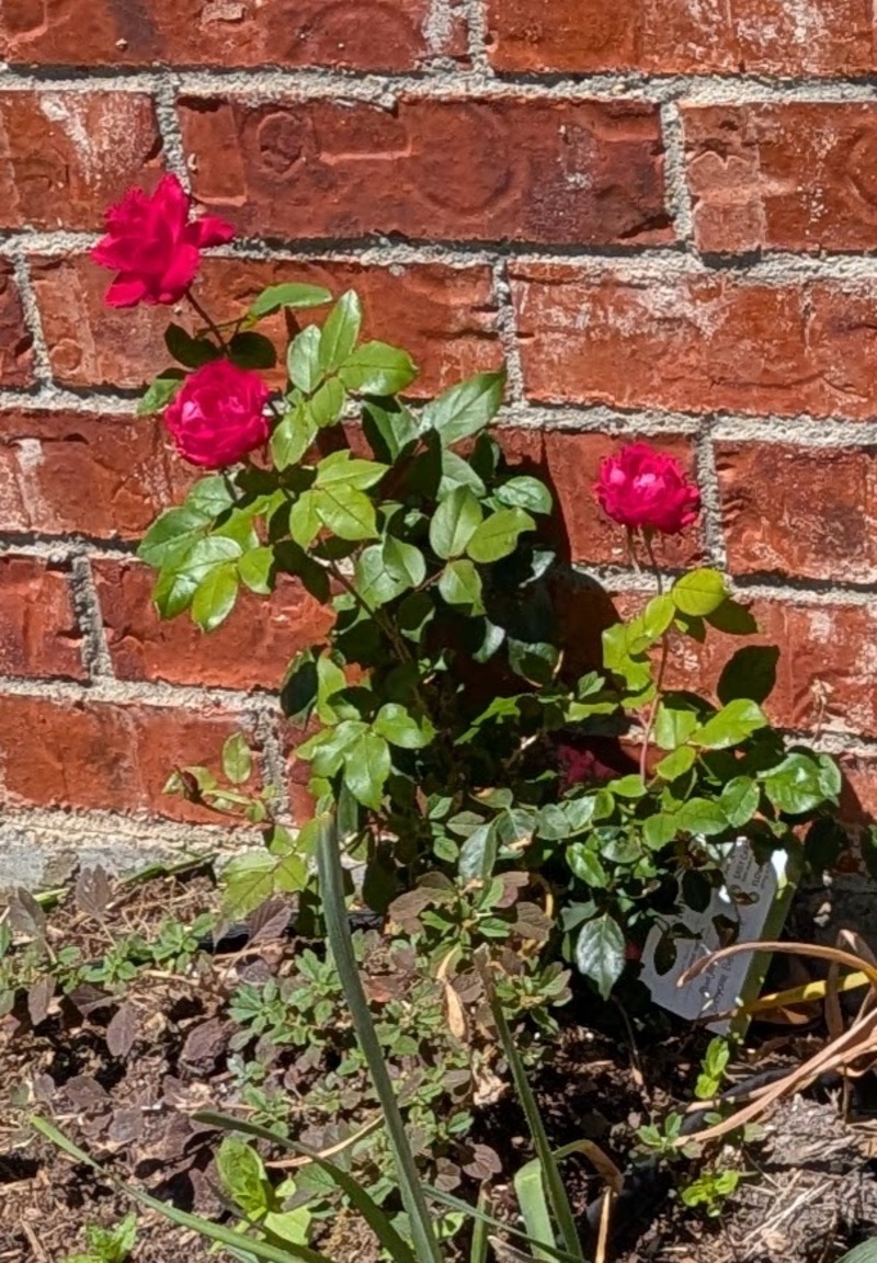 roses
